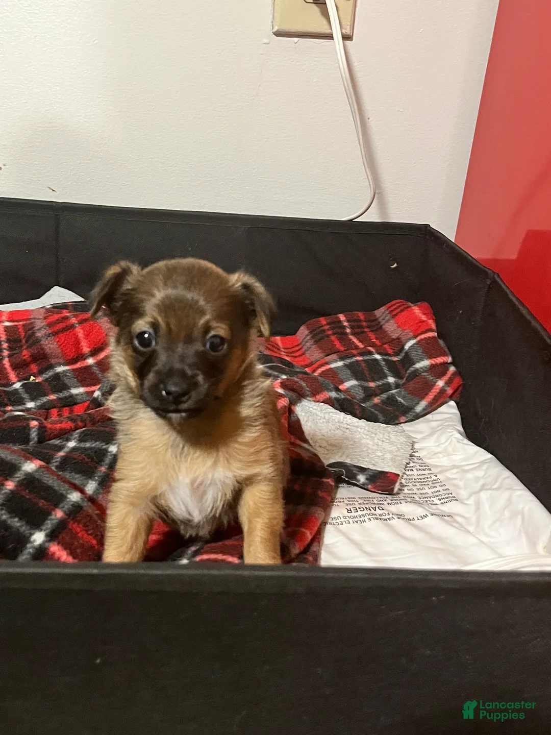 Yorkshire Terrier dogs for sale: Yorkshire Terrier 2 - Ad 1