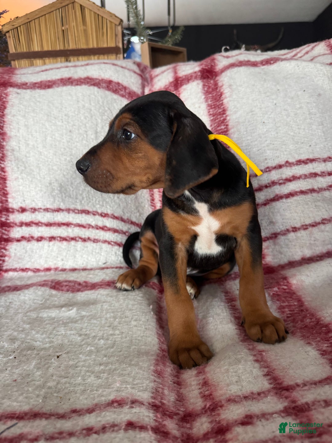 Mixed Breed dogs for sale: Mixed Breed Puppy 4 - Ad 11