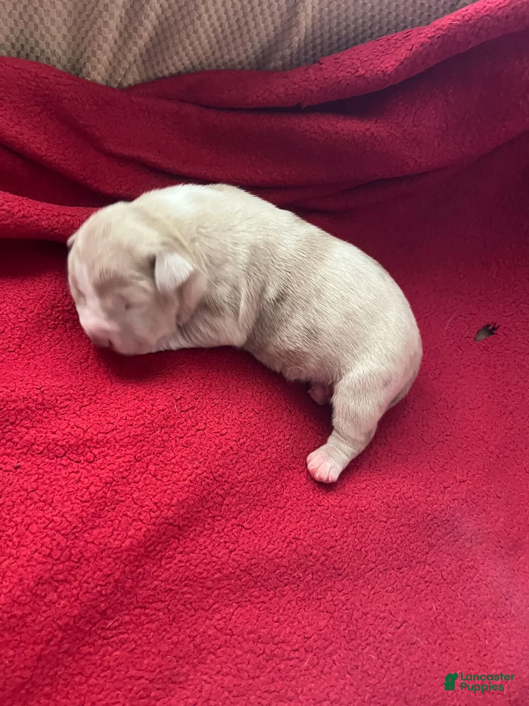 American Bully dogs for sale: American Bully 8 - Ad 2