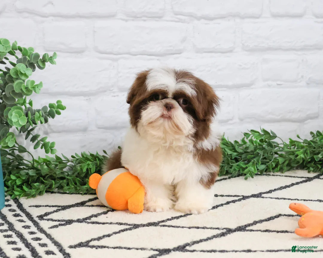 Shih Tzu dogs for sale: Andre  - Ad 2