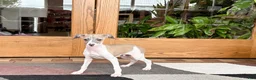 Italian Greyhound dogs for sale: Italian Greyhound 1 fawn boy  - Ad 6