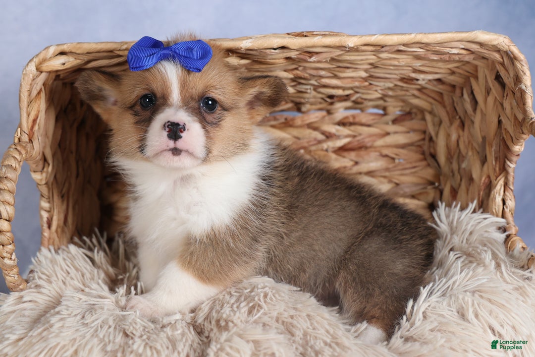 Welsh Corgi Pembroke dogs for sale: BO - Ad 9