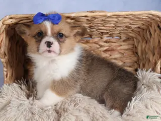 Welsh Corgi Pembroke dogs BO - Ad 39