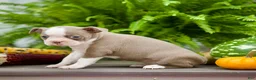 Boston Terrier dogs for sale: Rita - Ad 3