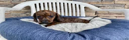 Miniature Dachshund dogs for sale: Miniature Dachshund 3 - Ad 7