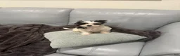 Shihpoo dogs for sale: Oreo - Ad 2