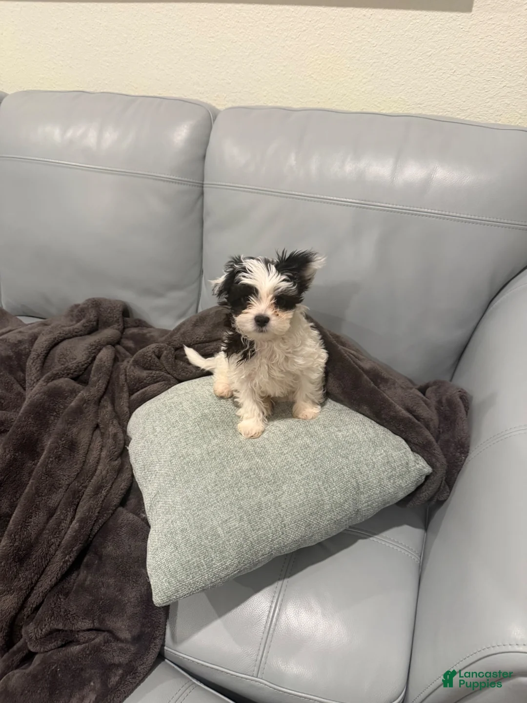 Shihpoo dogs for sale: Oreo - Ad 2