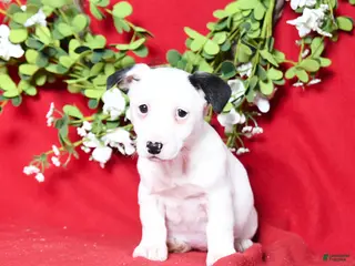 Jack Russell Terrier dogs for sale: Minnie - Ad 1