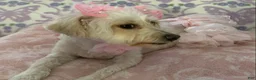 Maltipoo dogs for sale: Maltipoo Puppy 3 - Ad 6