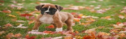Boxer dogs for sale: Clover - Ad 7