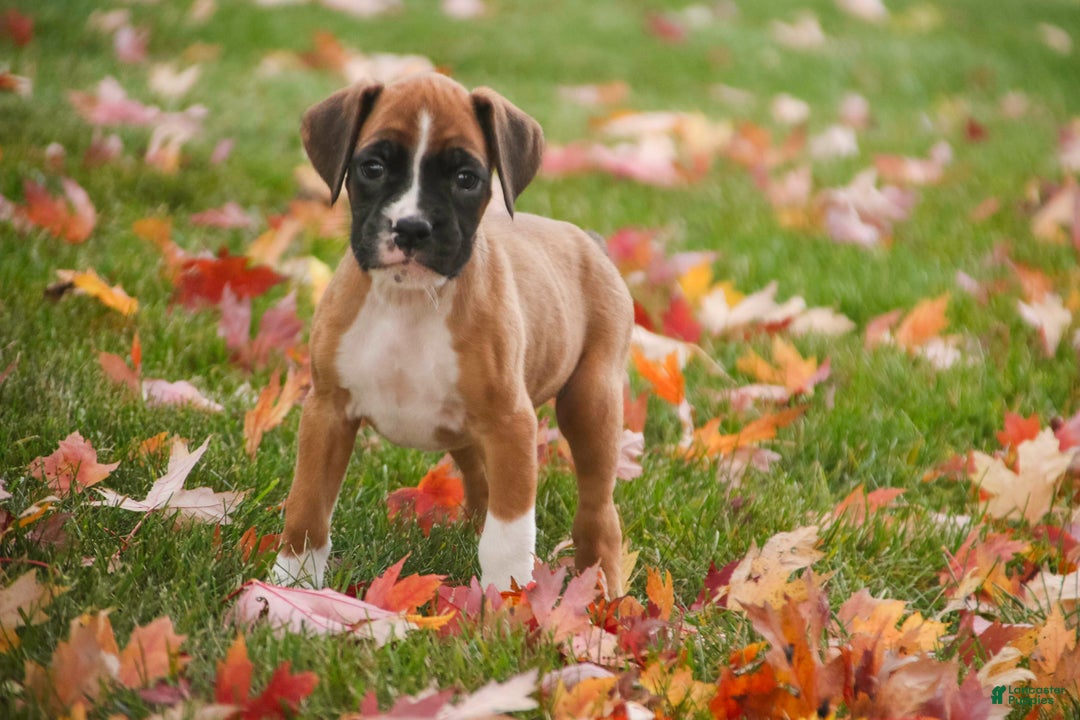 Boxer dogs for sale: Clover - Ad 7