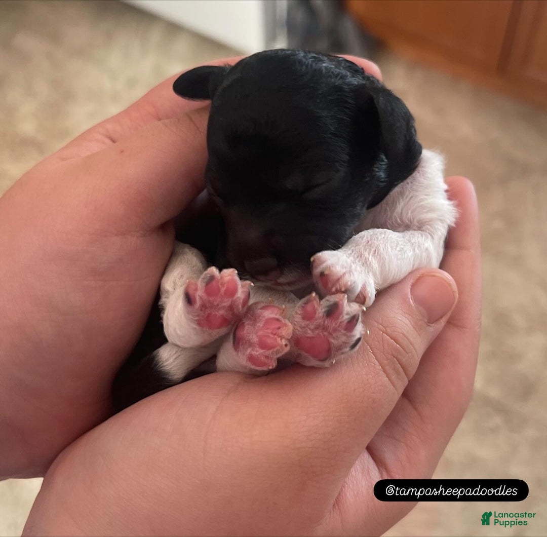 Mini Sheepadoodle dogs for sale: Black-Onyx - Ad 10