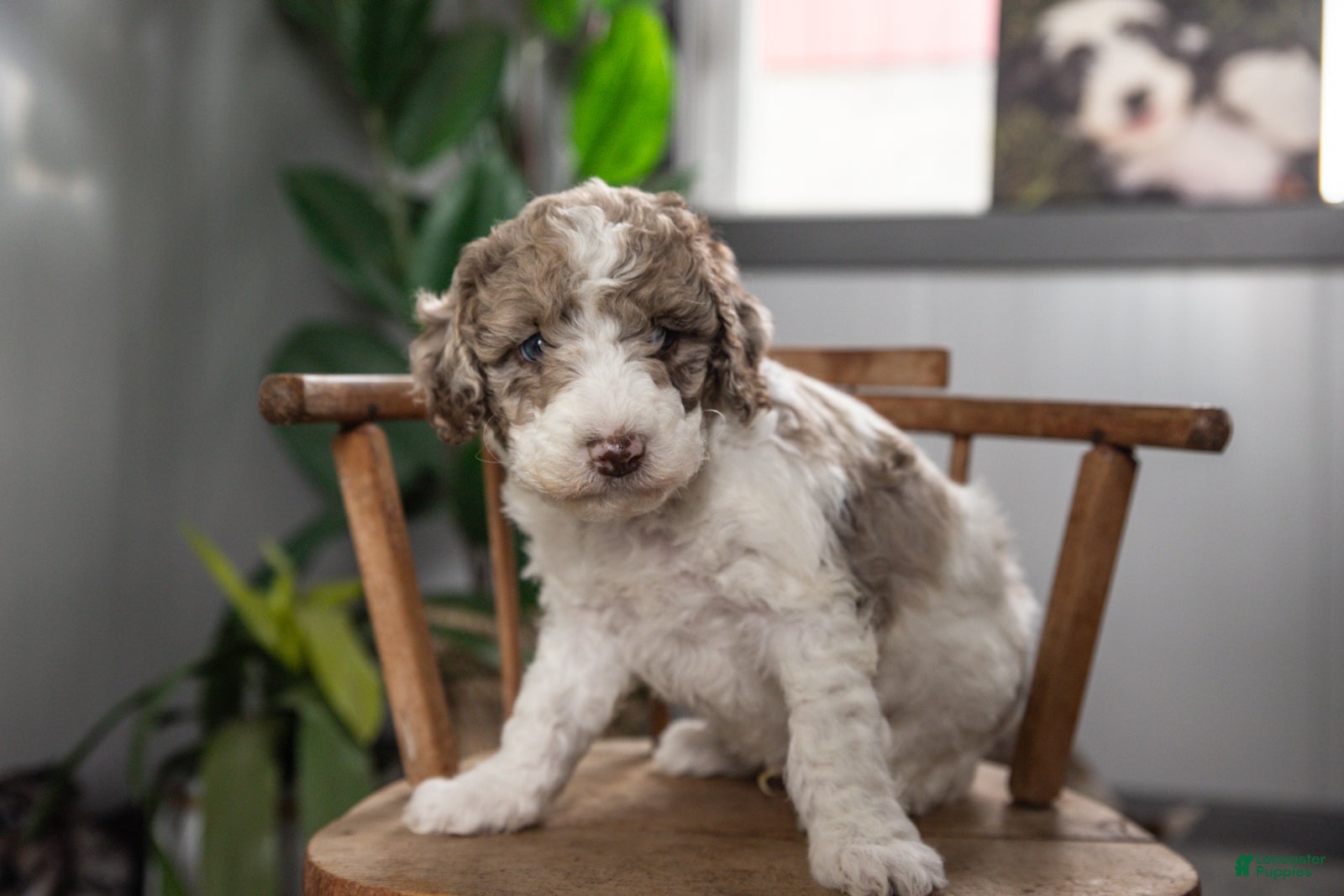 Mixed Breed dogs Everest - Ad 2