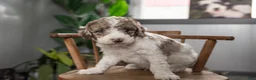Mixed Breed dogs for sale: Everest - Ad 1