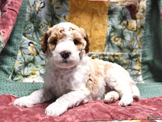 Goldendoodle dogs Holly - Ad 8