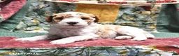 Goldendoodle dogs for sale: Holly - Ad 11