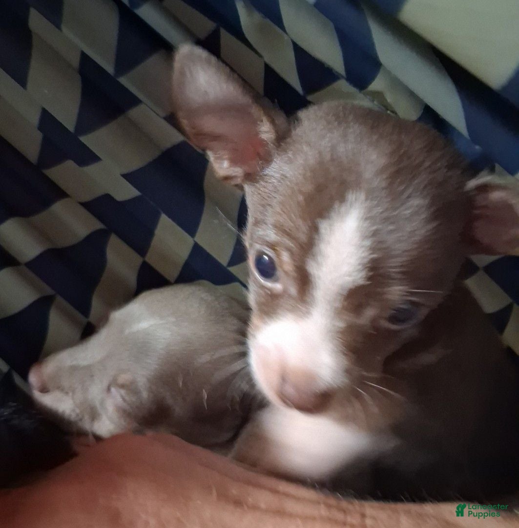 Chihuahua dogs for sale: Coco - Ad 4