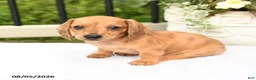 Miniature Dachshund dogs for sale: Tessa - Ad 6