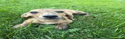 Miniature Dachshund dogs for sale: Cream Brindle - Ad 4