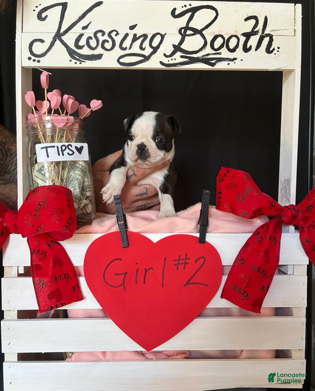 Boston Terrier dogs for sale: Boston Terrier Puppy 4 - Ad 15