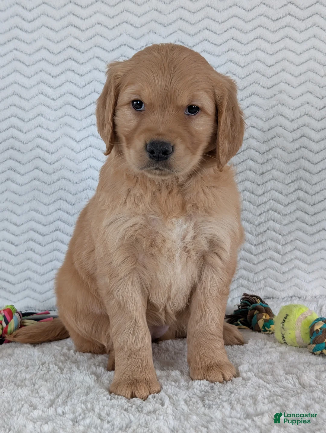 Golden Retriever dogs for sale: Miss Ruby  - Ad 14