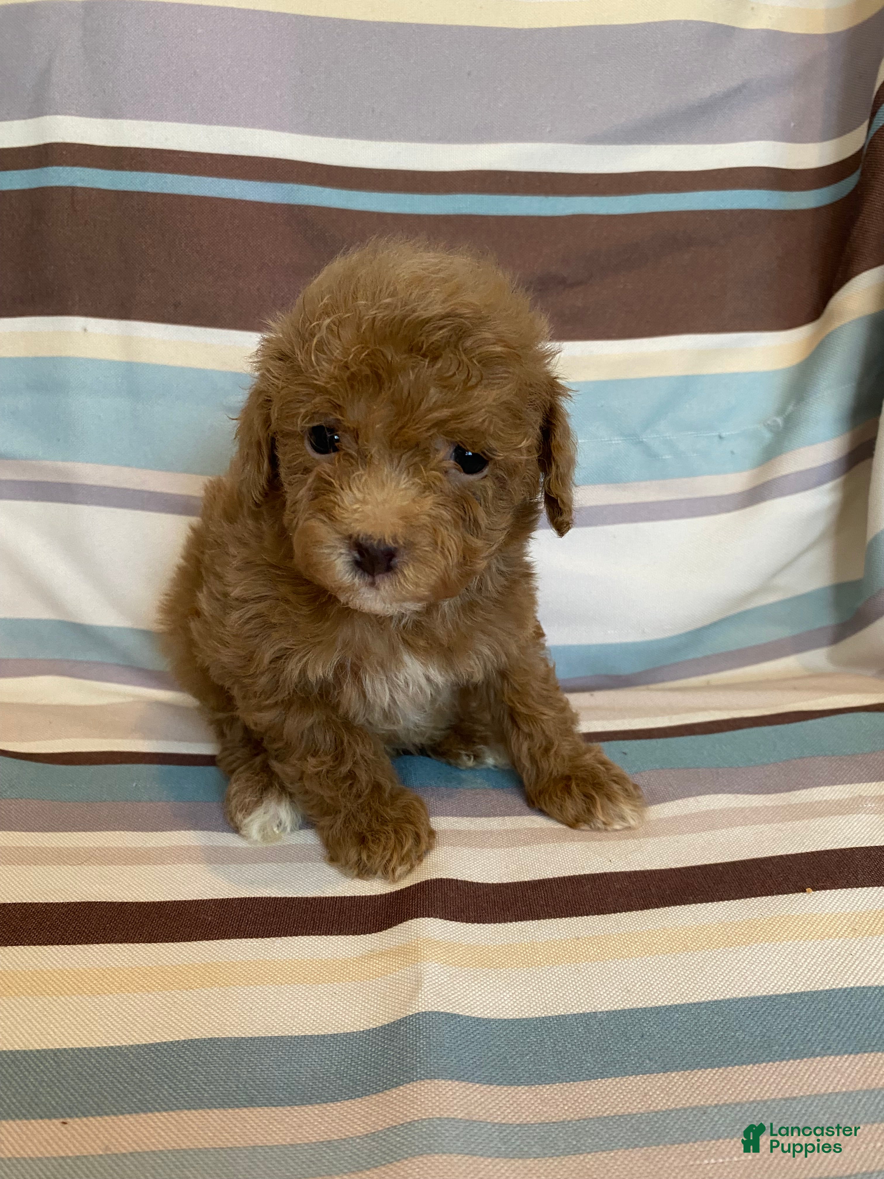 Mixed Breed dogs Red Abstract Female - Ad 1