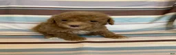Mixed Breed dogs for sale: Red Abstract Female - Ad 1
