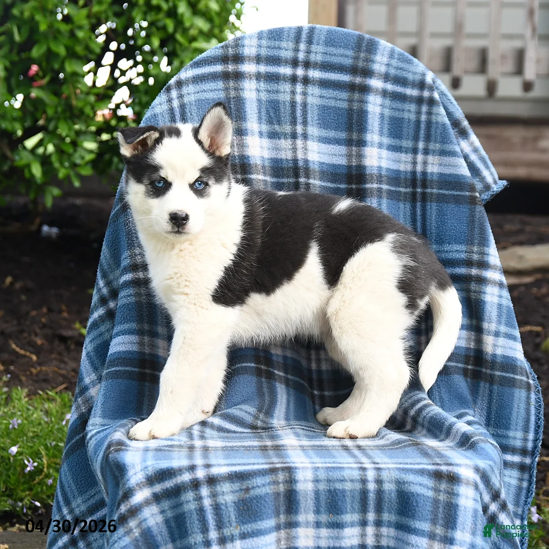 Pomsky dogs for sale: Talon - Ad 2