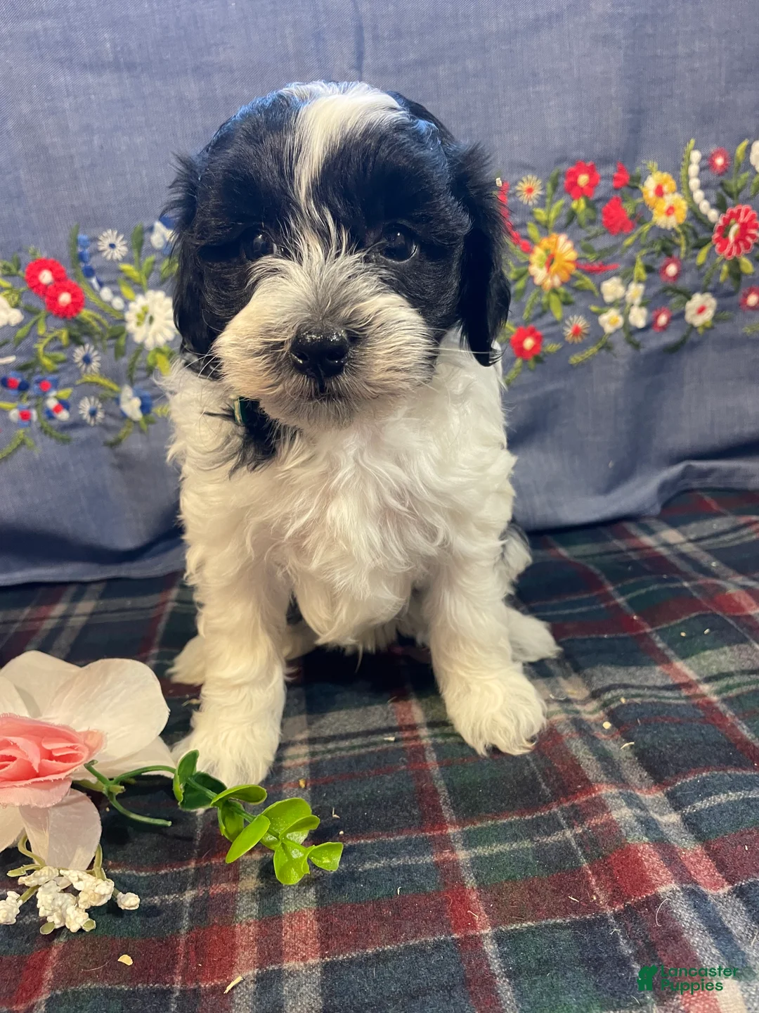 Havapoo dogs for sale: Blaze - Ad 1