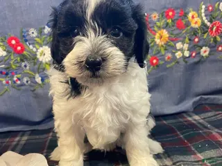 Havapoo dogs Blaze - Ad 12