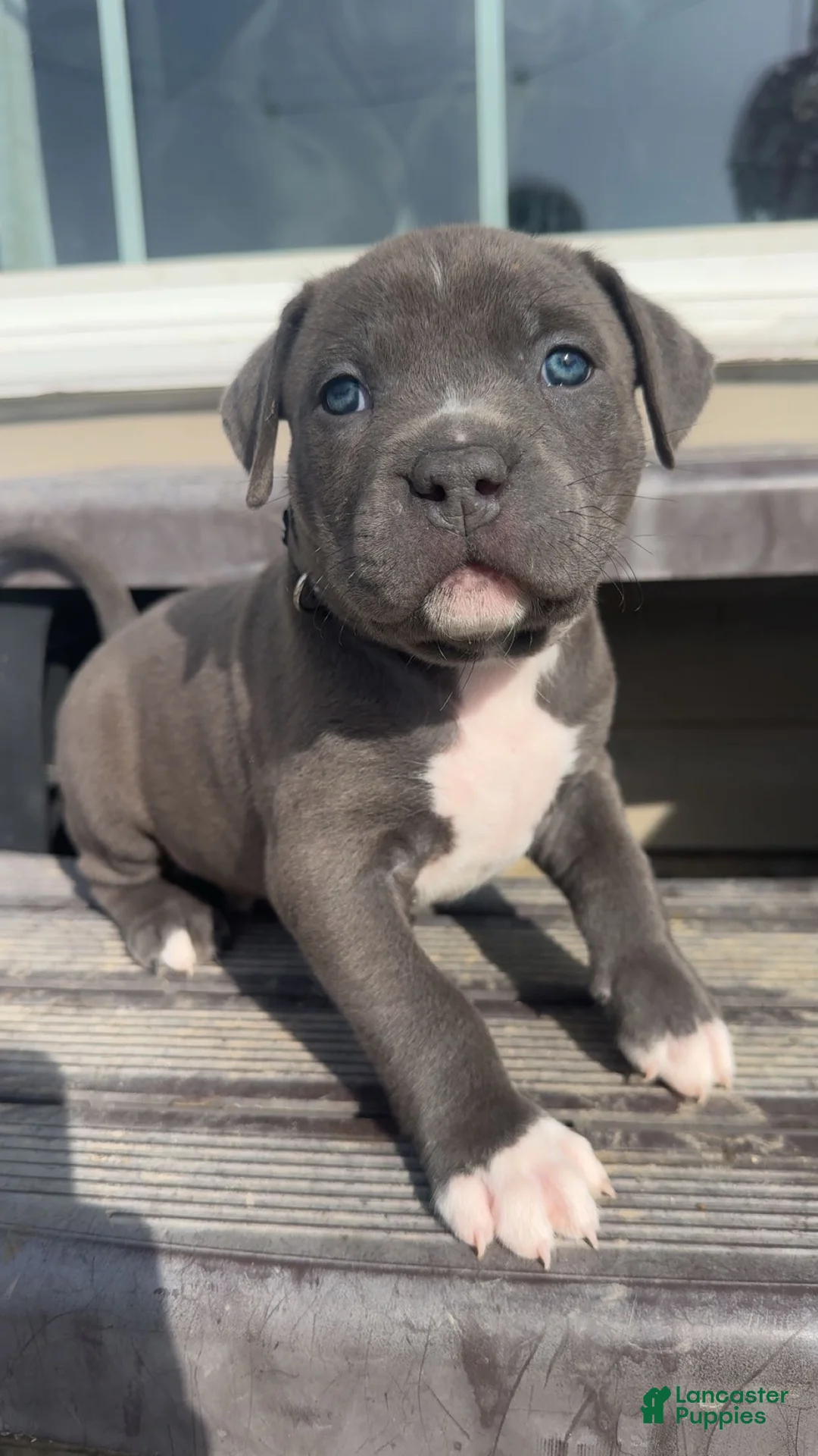 American Pit Bull Terrier dogs for sale: American Pit Bull Terrier Puppy 7 - Ad 1