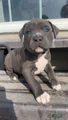 American Pit Bull Terrier Puppy 7
