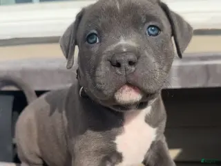 American Pit Bull Terrier dogs American Pit Bull Terrier Puppy 7 - Ad 21