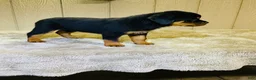 Rottweiler dogs for sale: Rottweiler 5 - Ad 13