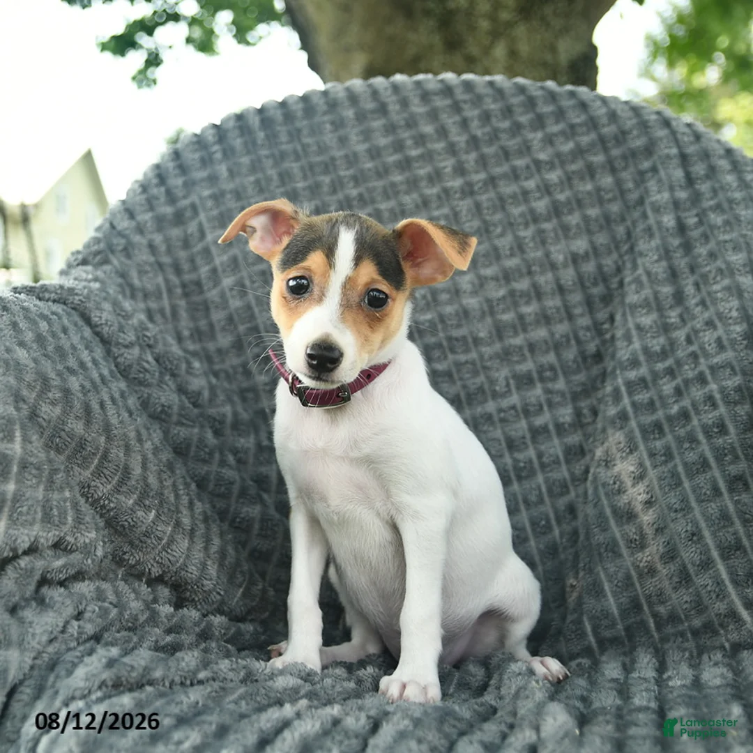 Smooth Fox Terrier dogs for sale: Diamond - Ad 2