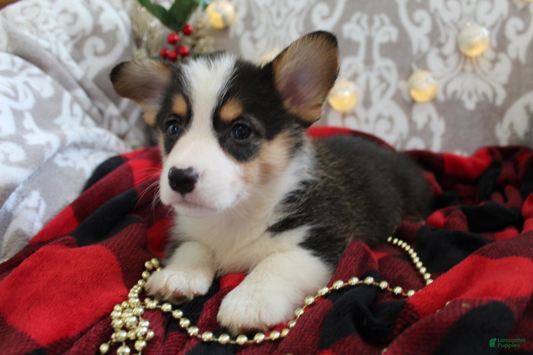 Welsh Corgi Pembroke dogs for sale: Jingles - Ad 2