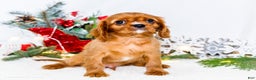 Cavalier King Charles Spaniel dogs for sale: Tiny Tim - Ad 9