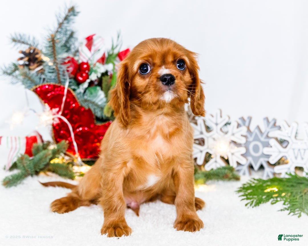 Cavalier King Charles Spaniel dogs for sale: Tiny Tim - Ad 9