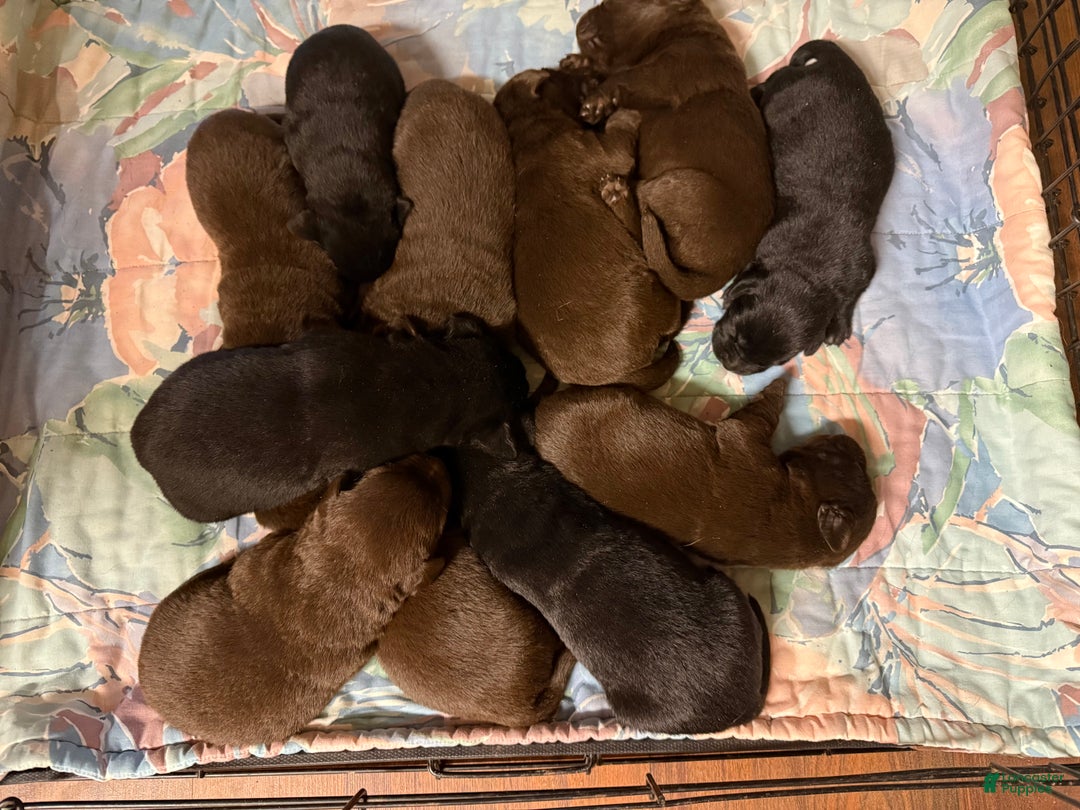 Labrador Retriever dogs for sale: Labrador Retriever JACKIE - Ad 15