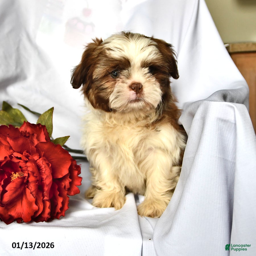 Shih Tzu dogs Ace - Ad 2