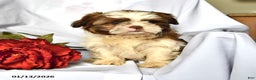 Shih Tzu dogs for sale: Ace - Ad 2