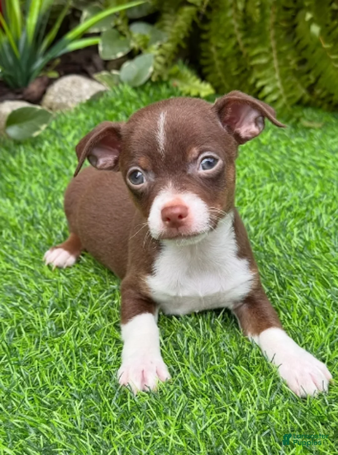 Chihuahua dogs for sale: Chihuahua Puppy 3 - Ad 2