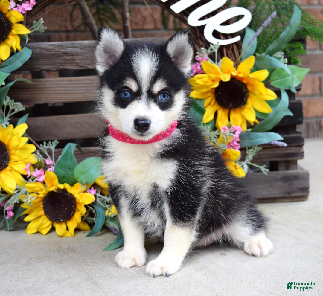 Pomsky dogs for sale: Penny - Ad 1