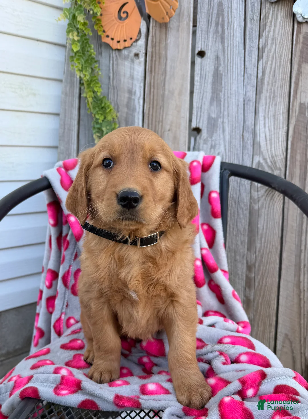 Golden Retriever dogs for sale: Andre - Ad 4