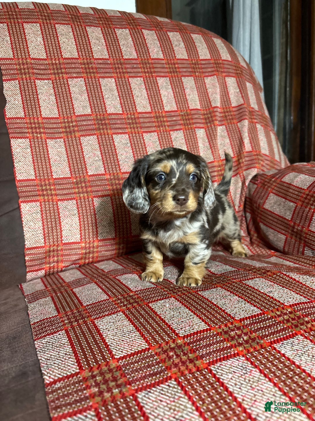 Miniature Dachshund dogs for sale: Miniature Dachshund Puppy 4 - Ad 7