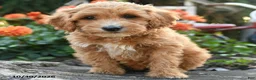 Mini Goldendoodle dogs for sale: Pansy - Ad 5