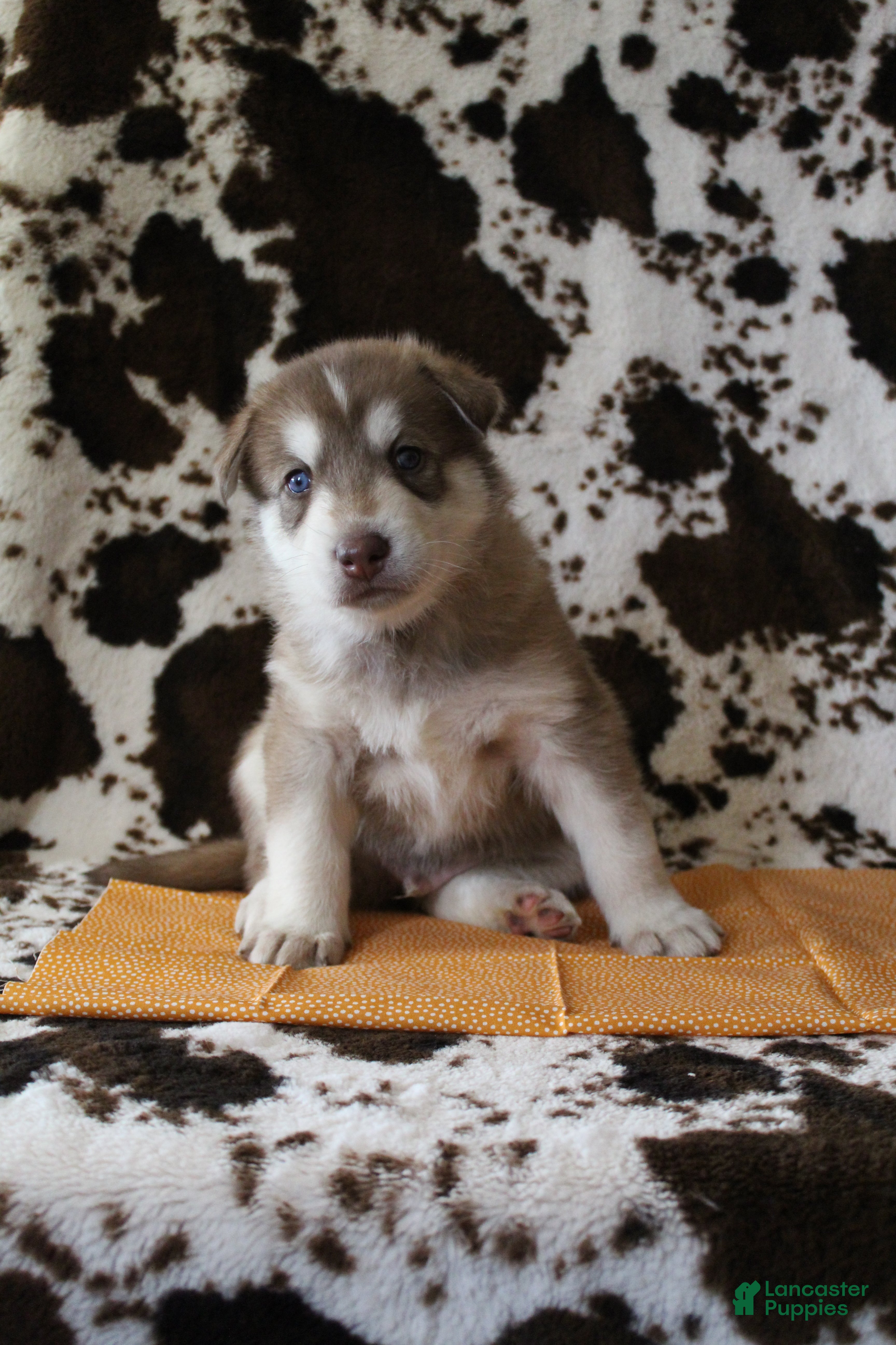 Gerberian Shepsky dogs 4 Orange - Ad 12