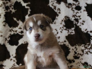 Gerberian Shepsky dogs 4 Orange - Ad 12