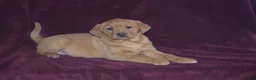 Labrador Retriever dogs for sale: Labrador Retriever Puppy 7 - Ad 3