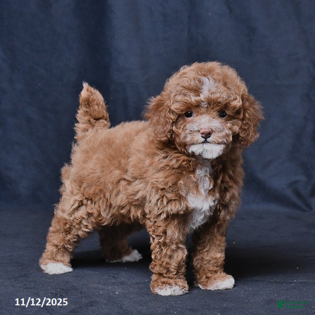 Toy Poodle dogs for sale: Wendy - Ad 4